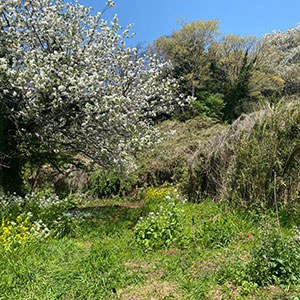 鎌倉山農園