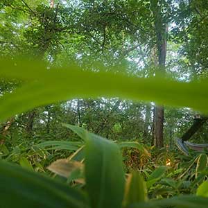 御所平農園