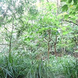 野増農園