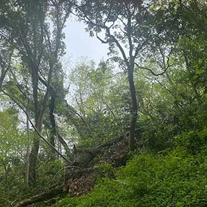 桜山農園