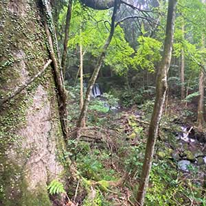 須雲川農園