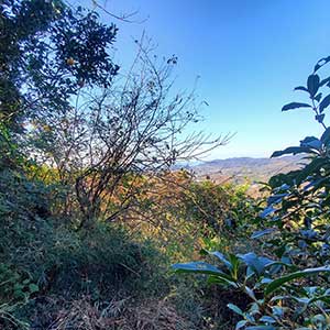 武山農園