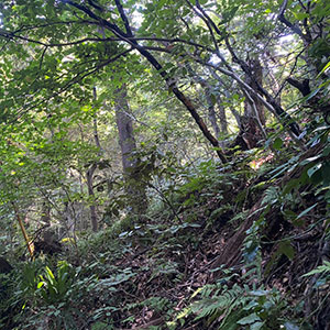 田浦農園